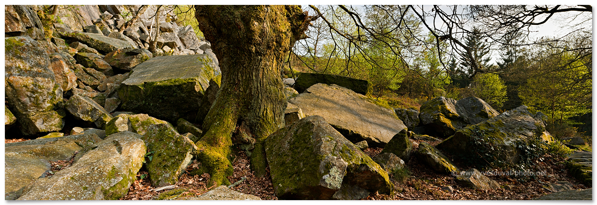 Un chêne dans le chaos de rochers de la fosse Arthour (Manche, Normandie, France) - Photo panoramique - Yves Duval
